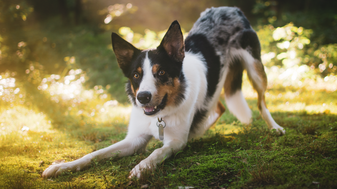 Communicating with a dog – most important signals in comunication
