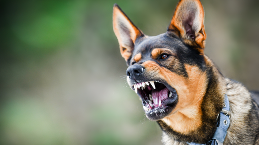 How to deal with an aggressive dog?