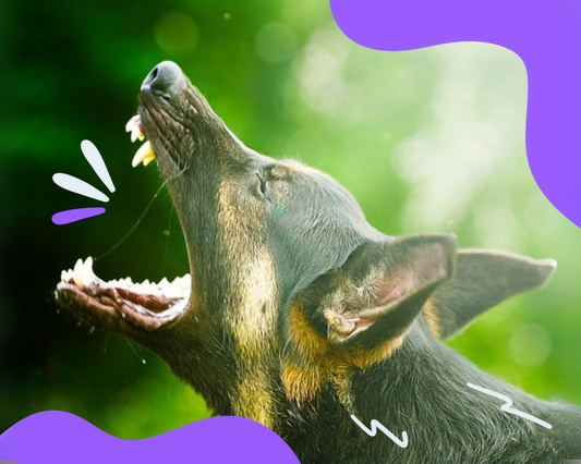 The Reactive Dog